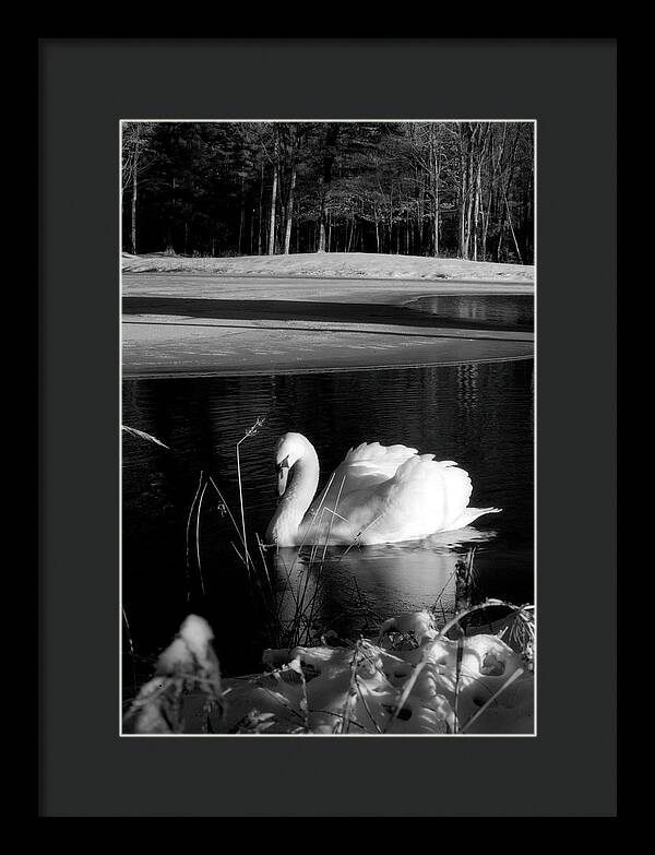 Images of Swans on Water - Framed Print