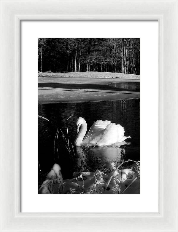 Images of Swans on Water - Framed Print