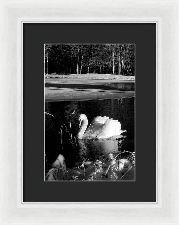 Images of Swans on Water - Framed Print