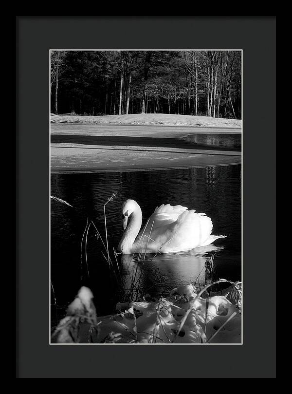 Images of Swans on Water - Framed Print