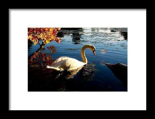 Swan Bird Images - Framed Print