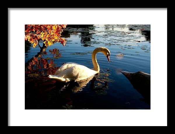 Swan Bird Images - Framed Print