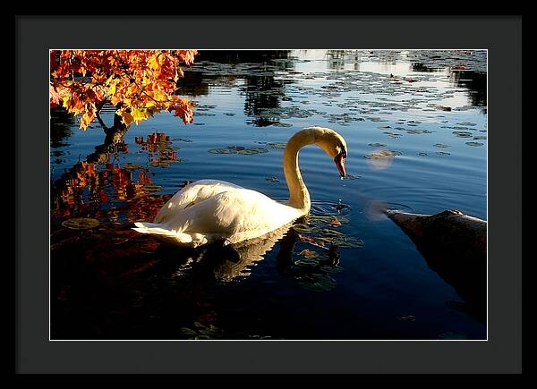 Swan Bird Images - Framed Print