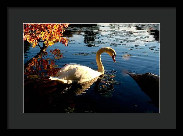 Swan Bird Images - Framed Print