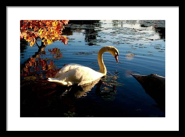 Swan Bird Images - Framed Print