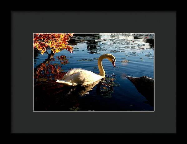 Swan Bird Images - Framed Print