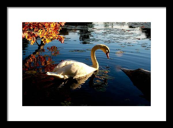 Swan Bird Images - Framed Print