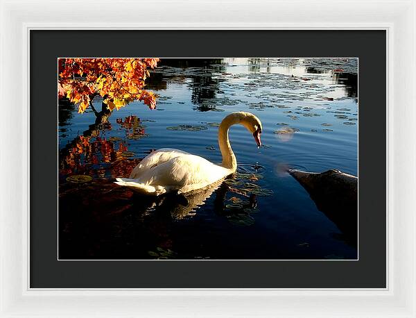 Swan Bird Images - Framed Print