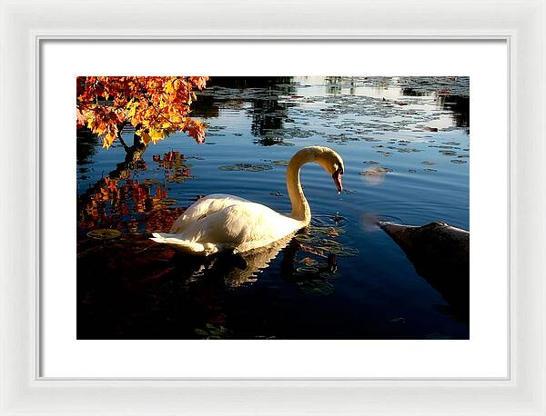 Swan Bird Images - Framed Print