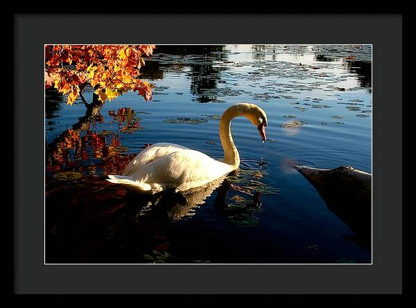 Swan Bird Images - Framed Print