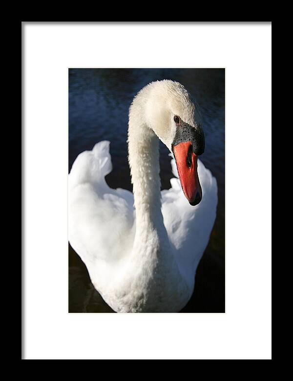 Swan Innocence - Framed Print