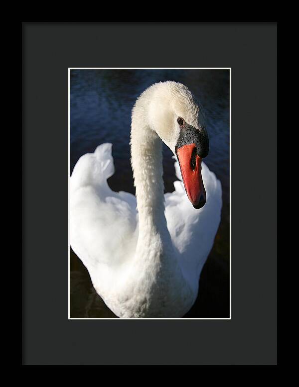 Swan Innocence - Framed Print