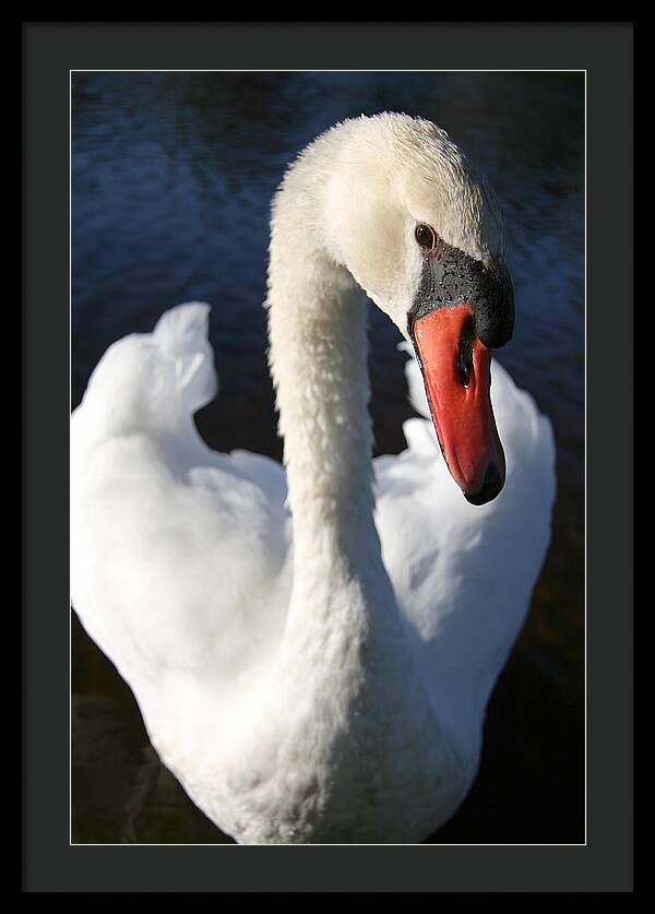 Swan Innocence - Framed Print