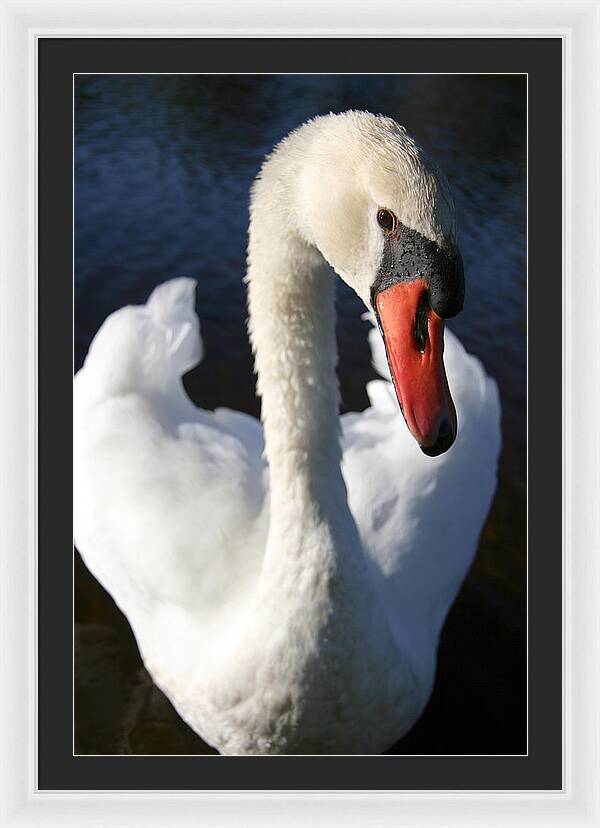 Swan Innocence - Framed Print