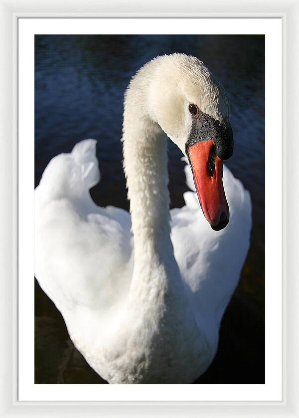 Swan Innocence - Framed Print