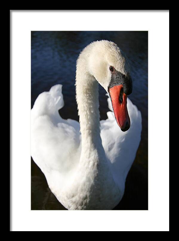 Swan Innocence - Framed Print