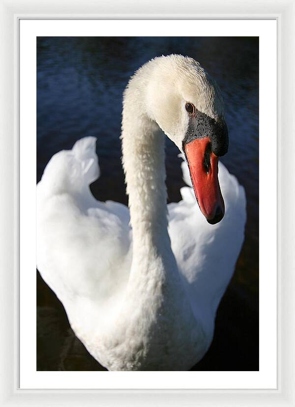 Swan Innocence - Framed Print