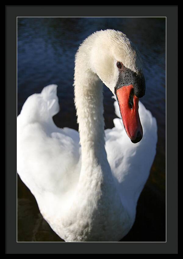 Swan Innocence - Framed Print