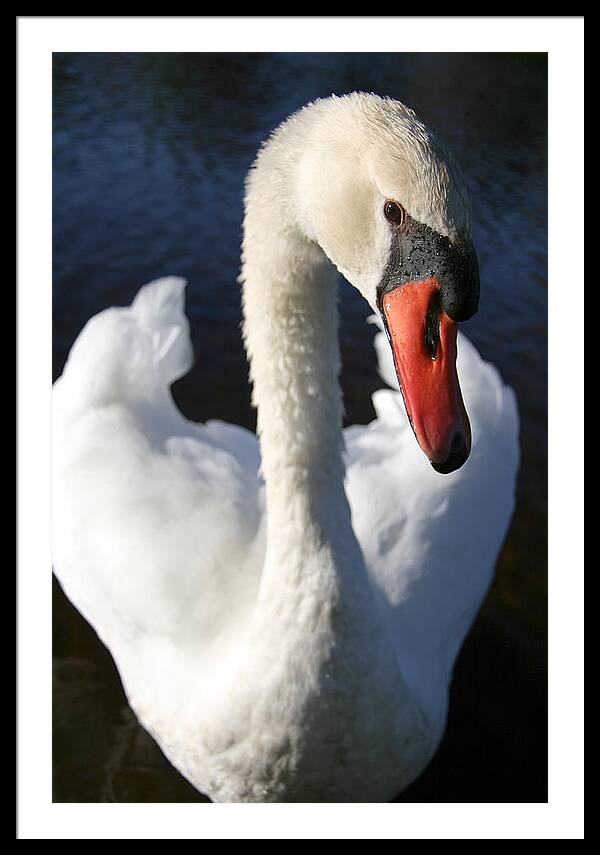 Swan Innocence - Framed Print