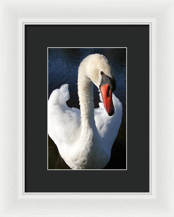 Swan Innocence - Framed Print