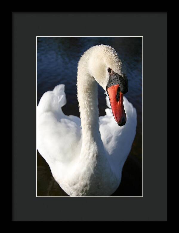 Swan Innocence - Framed Print