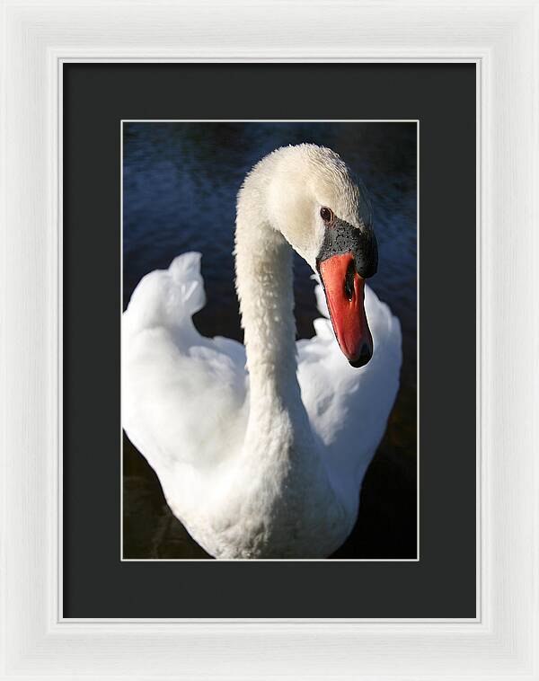 Swan Innocence - Framed Print