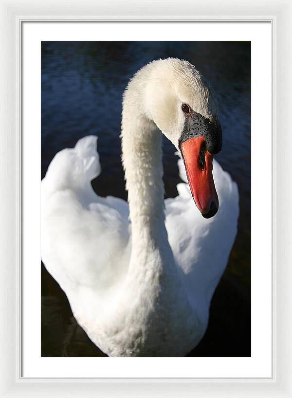 Swan Innocence - Framed Print