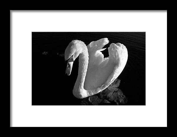 Black and White Swan Photo - Framed Print