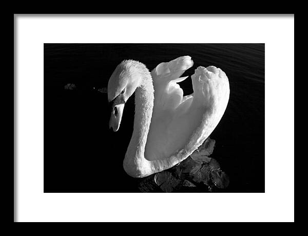 Black and White Swan Photo - Framed Print