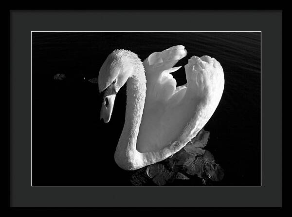 Black and White Swan Photo - Framed Print