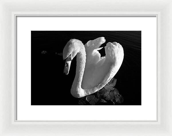 Black and White Swan Photo - Framed Print