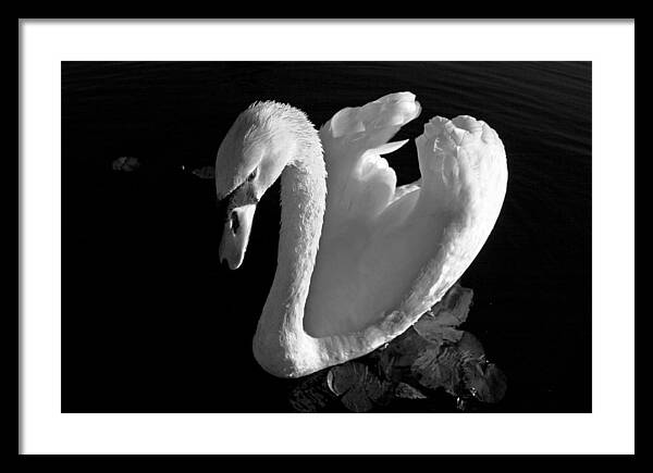 Black and White Swan Photo - Framed Print