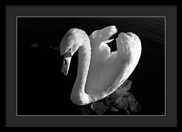 Black and White Swan Photo - Framed Print