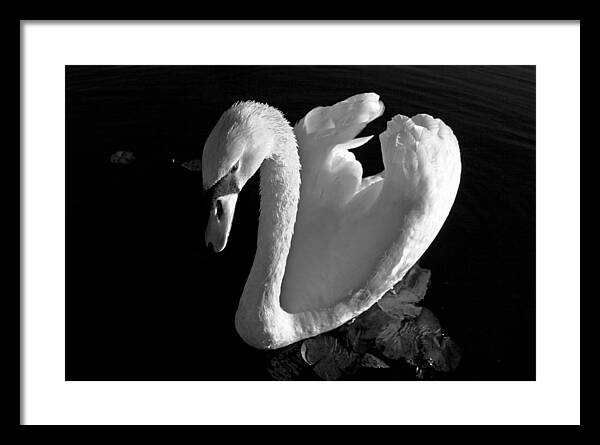 Black and White Swan Photo - Framed Print