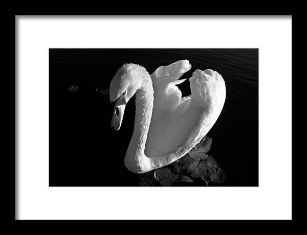 Black and White Swan Photo - Framed Print