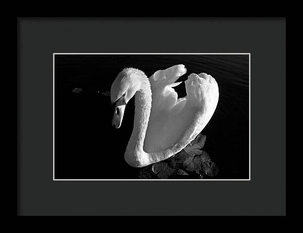 Black and White Swan Photo - Framed Print