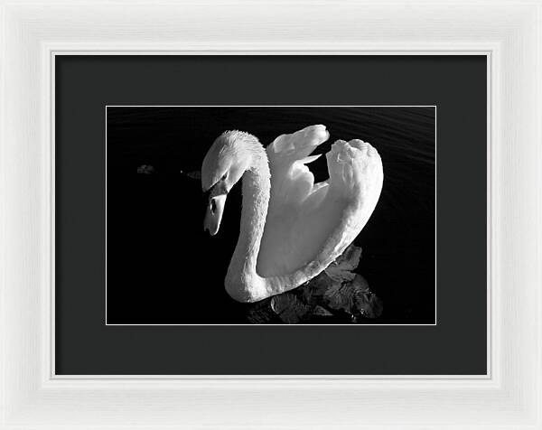 Black and White Swan Photo - Framed Print