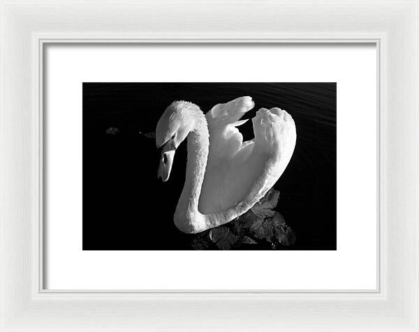 Black and White Swan Photo - Framed Print