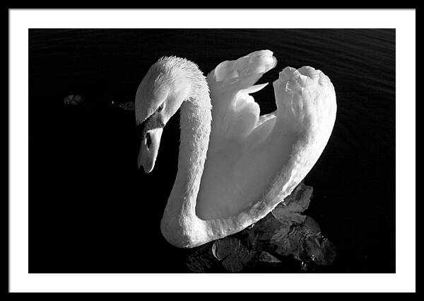 Black and White Swan Photo - Framed Print