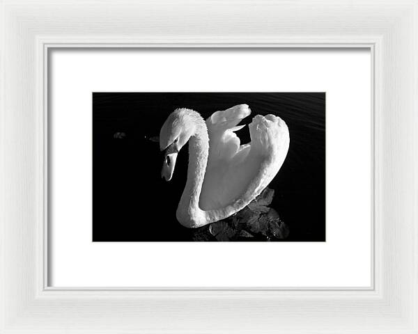 Black and White Swan Photo - Framed Print