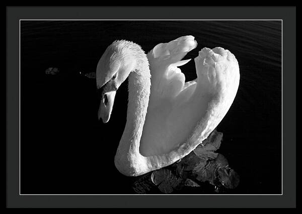 Black and White Swan Photo - Framed Print