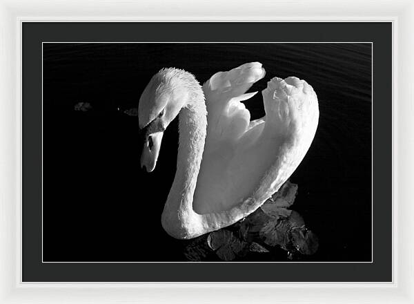 Black and White Swan Photo - Framed Print