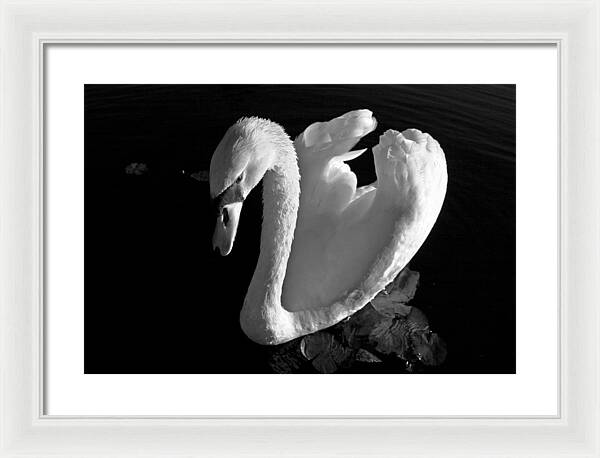 Black and White Swan Photo - Framed Print