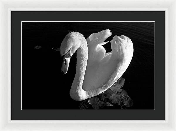 Black and White Swan Photo - Framed Print