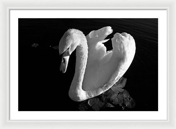 Black and White Swan Photo - Framed Print