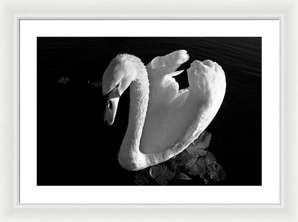 Black and White Swan Photo - Framed Print