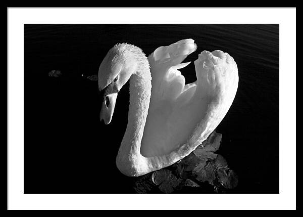 Black and White Swan Photo - Framed Print