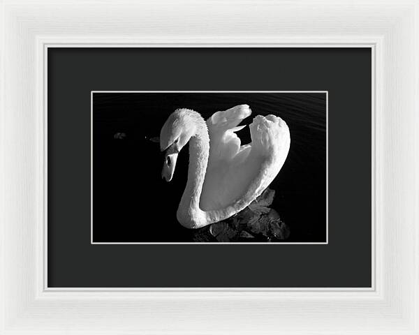 Black and White Swan Photo - Framed Print