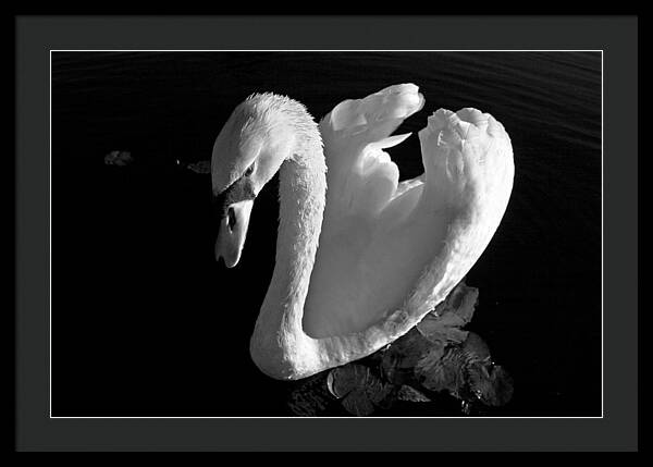 Black and White Swan Photo - Framed Print