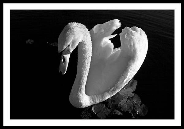 Black and White Swan Photo - Framed Print